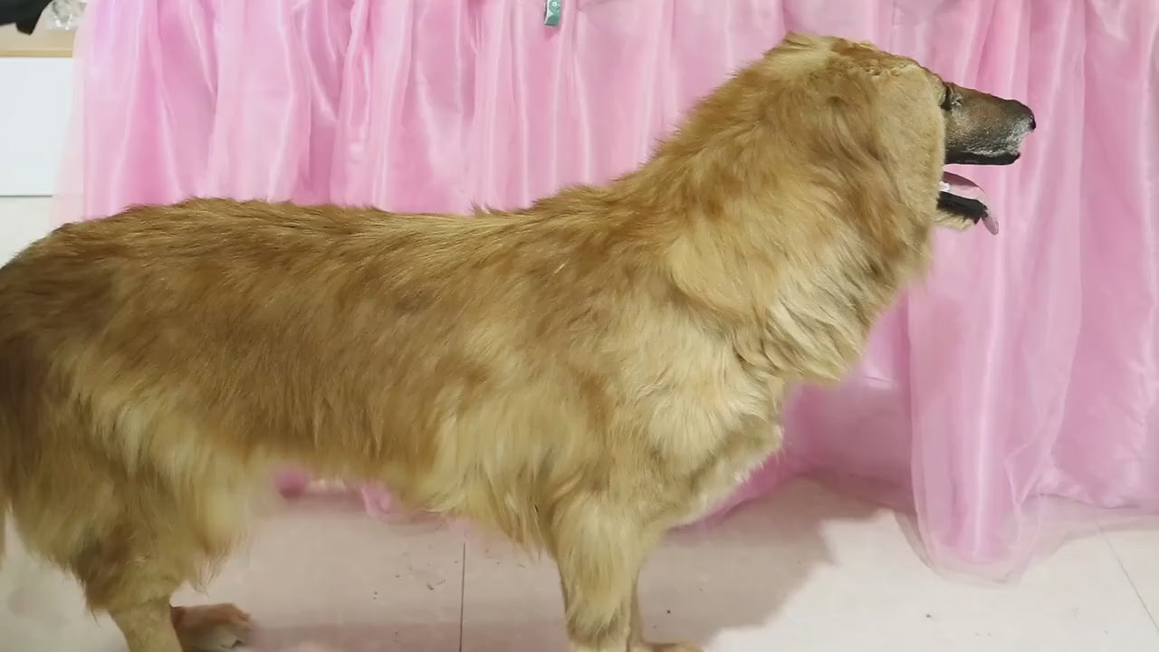 Personalized No-Pull Dog Harness Reflective Custom Patch Adjustable Vest